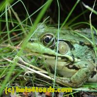 /home//u458753944/public_html/sourcegallery///Frogs/Mixed frogs/P8150213.JPG